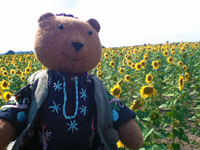 Sunflower field in Corlu